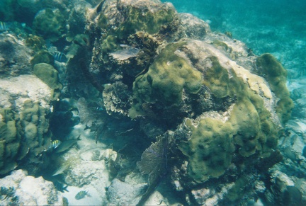 Bacalar Chico Coral9